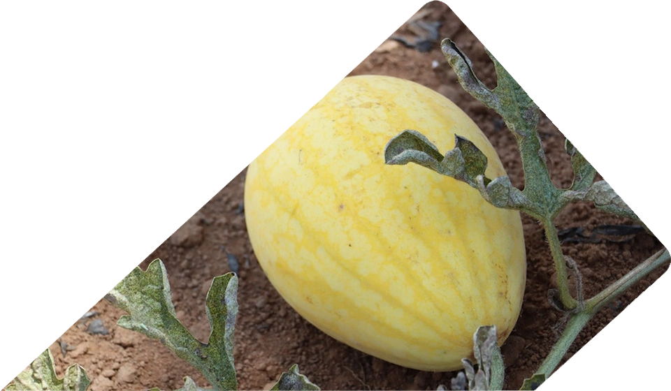 apm-commodities https://apm-igl.com/wp-content/uploads/2022/11/apm-commodities.webp