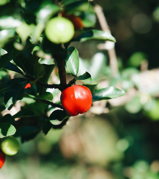 Sustainable Agribusiness